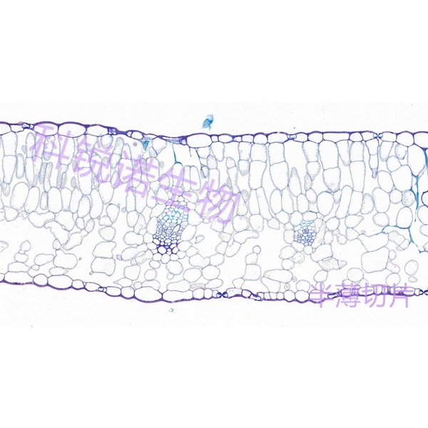 植物半薄切片
